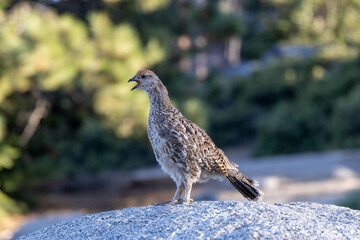 Fototapeta premium Embark on a journey to explore the breathtaking and stunning scenery found in Yosemite National Park, especially at sunset, showcasing vibrant landscapes filled with rich wildlife and natural beauty