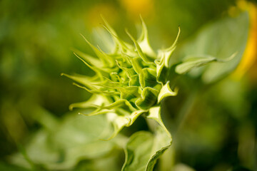 Macro detail od young folded sunflower
