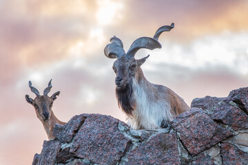 Markhor male and female on the rock. Latin name - Capra falconeri