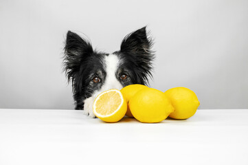 border collie dog with lemons on a white background in the studio, dog nutrition and the benefits...