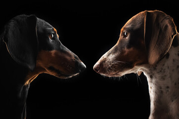 incredible photo of two dachshunds, classic black and piebald, a battle of looks