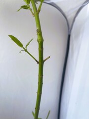 Insect Egg on Milkweed Plant