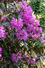 Obraz premium Rhododendron blossom. Shrubs blooming with purple flowers. Flowers of bright colors, close-up. Blooming rhododendrons in a park or botanical garden. Natural background