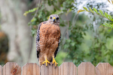 Beautiful red-shouldered Hawk perched in the garden and surveying its territory with consistent focus.