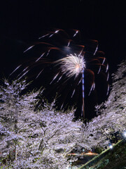 桜と花火
