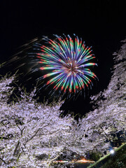 桜と花火