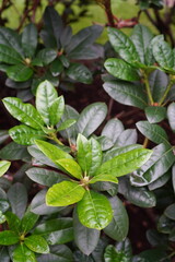 Close up of deep green color rododendron leaves on a summer day. Tallinn, Estonia. July 2024