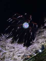 桜と花火