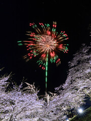 桜と花火