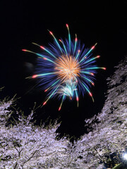 桜と花火