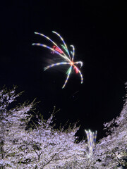 桜と花火