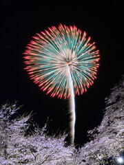 桜と花火