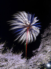 桜と花火