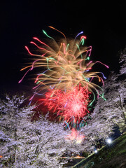 桜と花火