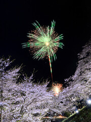 桜と花火