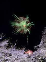 桜と花火