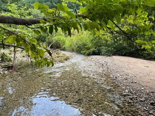 river in the forest clear minakami japan