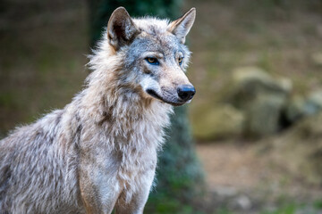 Loup Gris, Canis Lupus,nature,montagne,carnivore,chasseur,wolf,