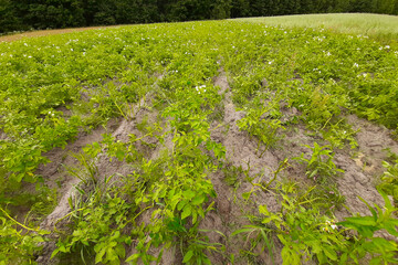 Lush Potato Field Thriving Near the Edge of a Forest in Mid-Summer