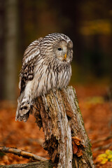Fluffy owl in autumn. Ural owl, Strix uralensis, perched on mossy rotten stump in colorful beech forest. Beautiful grey owl in orange leaves. Fall in wildlife nature. Nocturnal bird of prey in habitat