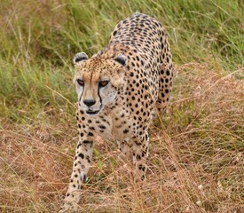 A cheetah on the prowl in the Maasai Mara, Kenya