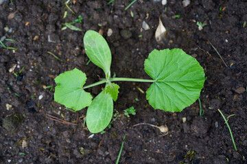 Zucchini seedling in a backyard garden