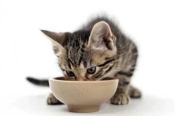Cute little cat, kitten eating food from a bowl on a white background, suitable for advertising resources on the topic of animal nutrition.