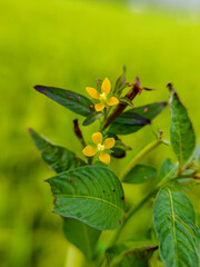 beautiful yellow wild flower plant