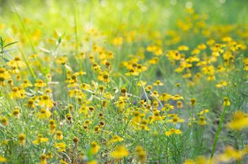 A field full of yellow daisies on a bright summer morning.
