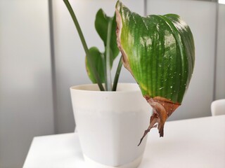 Yellowing spots on leaves on houseplant, close-up sick house plant