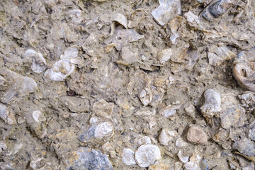 Detail of fossilized mollusks from the Miocene.