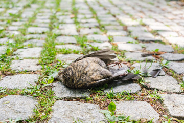 In summer, urban birds die and fall to the ground due to the heat.