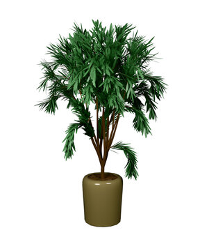 Planta con su maceta 