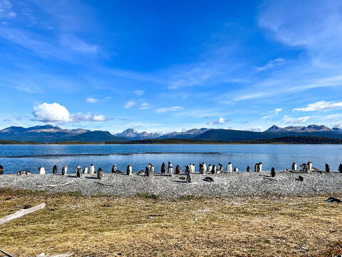 Argentina, Ushuaia - 2023, February: group of penguins in Martillo Island