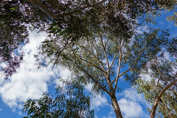 ALBERI DI EUCALIPTO