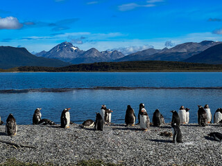 Argentina, Ushuaia - 2023, February: penguins in polar regions