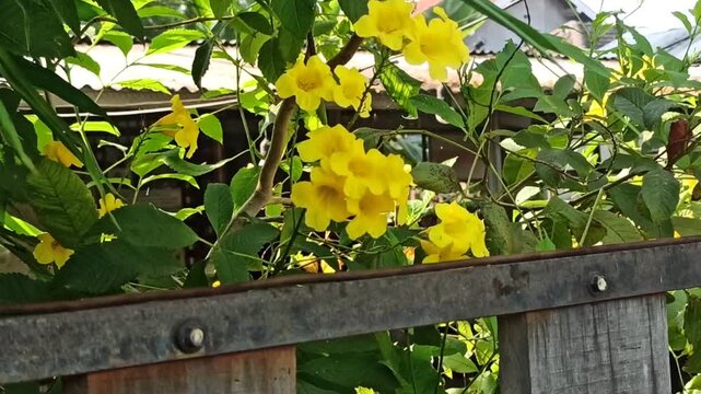 Cat's claw trumpet