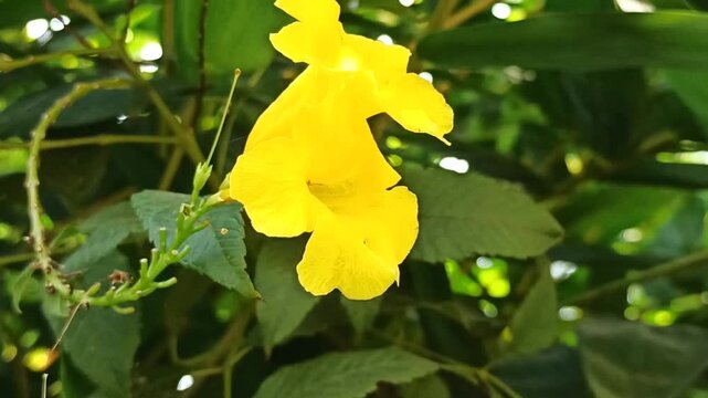 Cat's claw trumpet
