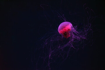 Fluorescent lion's mane jellyfish swimming underwater aquarium pool with red neon light. © katyamaximenko