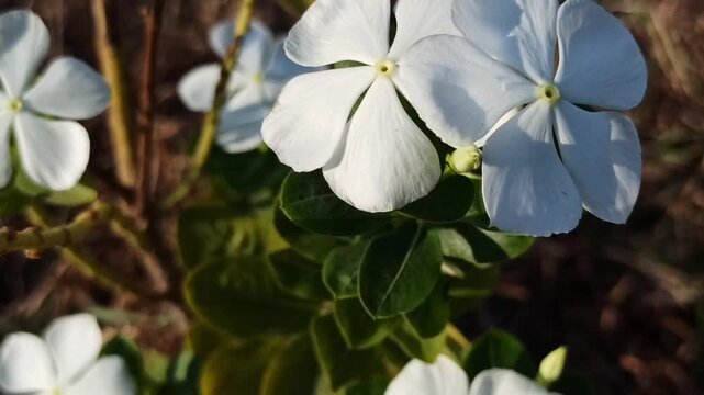 white Catharanthus roseus