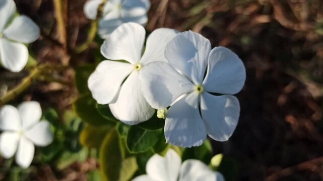 white Catharanthus roseus