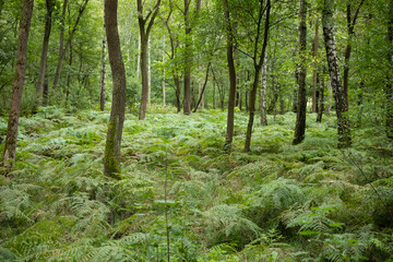 Las zielony, zieleń, leśny krajobraz