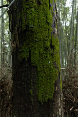 Bamboo Forest in Kyoto