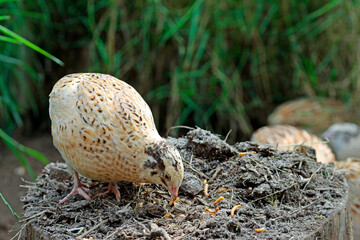laying quail bird in bird paradise