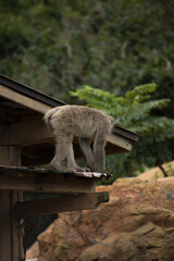 Iwatayama Monkey Park