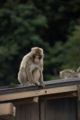 Iwatayama Monkey Park