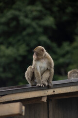 Iwatayama Monkey Park