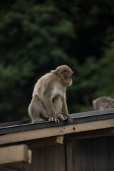 Iwatayama Monkey Park