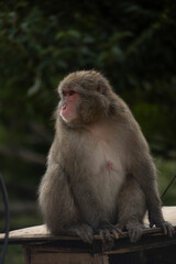 Iwatayama Monkey Park