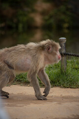 Monkeys in Iwatayama Monkey Park